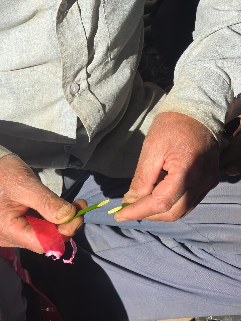 सुन्तला नर्सरी तालिम सल्यान