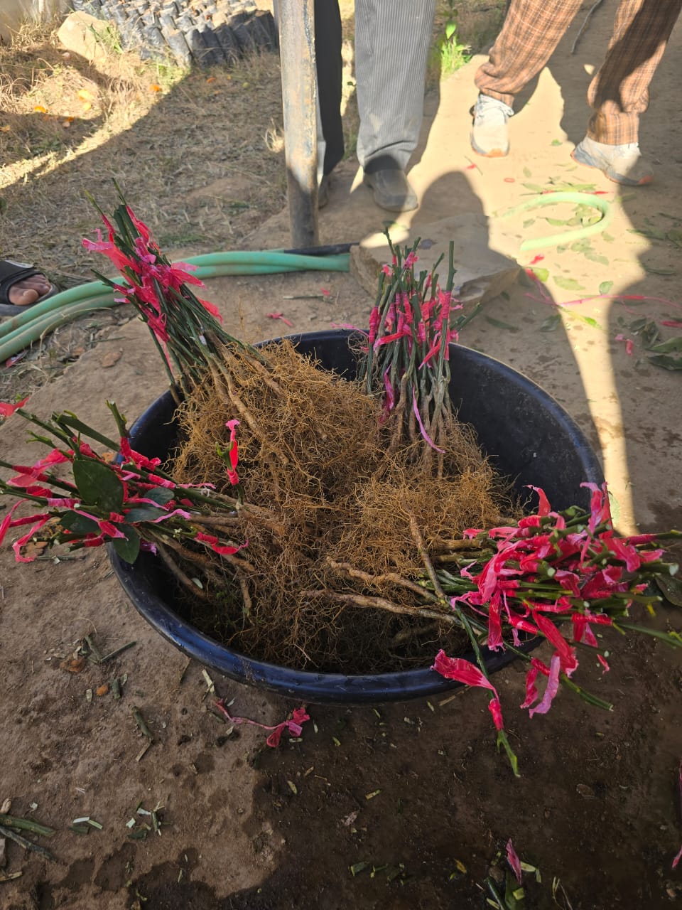 सुन्तलाजात नर्सरी तालिम सल्यान